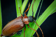 This Is A Titan Beetle Or Beetle Titanium Or Longhorned Beetles, The Beetle That Destroys The Cane Root Of The Farmer In Thailand, But It Can Be Eaten As Food