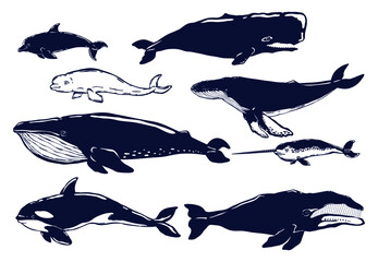 Set of different types of whales isolated on white. Dolphine, blue whale, fin whale, humpback, beluga,sperm whale,bowhead whale,orca. Vector illustration.