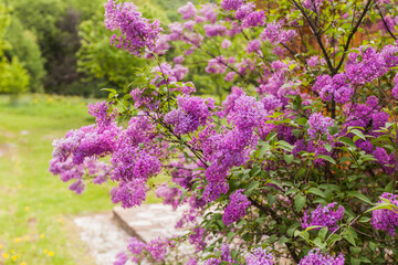 Canvas Print -  lilac blooming branches