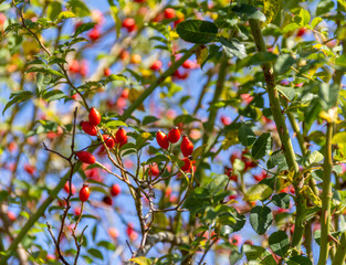 Wall Mural - dog-rose fruits