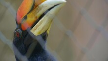 Super Close Up View Of Great Hornbill And Bird's Eye In Cage