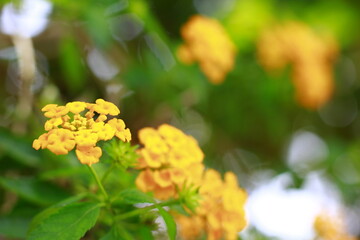 Lantana Camara yellow colorful tone beauty flower in garden. Beauty in nature. Indonesia, May 2020