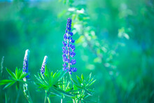 Purple And Pink Lupins Bloom In A Green Field Of Grass