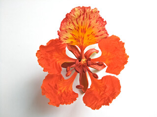 Isolated Royal Poinciana flower.