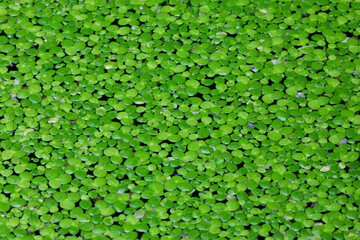 Close up on Gotu kola leaves,dark green foliage background,wallpaper concept
