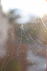 Spider web hit by sunlight