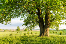 Old Linden Tree On Summer Meadow. Large Tree Crown With Lush Green Foliage And Thick Trunk Glowing By Sunset Light. Landscape Photography