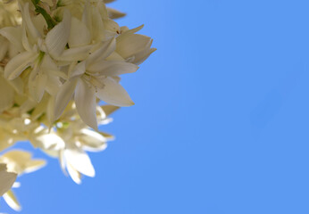 Wall Mural - Close up of fresh white flowers palm tree against blue sky in landscape orientation with room for text