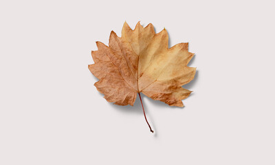 Dried leaf on a white background