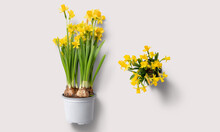 Daffodils Plant On A White Background