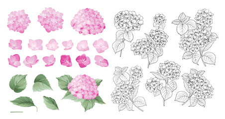 Wall Mural - Hand drawn style set of white hydrangea, Botanical illustration of hortensia flowers isolated on a white background.