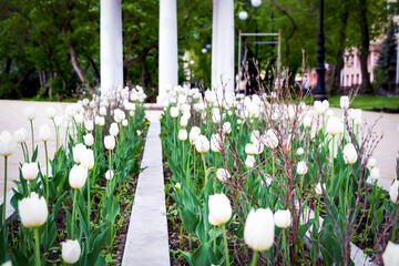 Wall Mural - Natural city landscape. White tulip flowers on a flowerbed in the city park. Antique rotunda