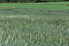 A Green Grain Field As A Close-up