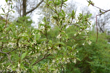 Sticker - Spring branch with blooming flowers of Elaeagnus multiflora