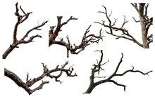 Set Of Dead Tree Isolated On A White Background