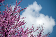 Beautiful Landscape In The Air With Magenta Colored Redbud Tree Blooms Against A Blue Sky With White Clouds. A Lovely View In Missouri.