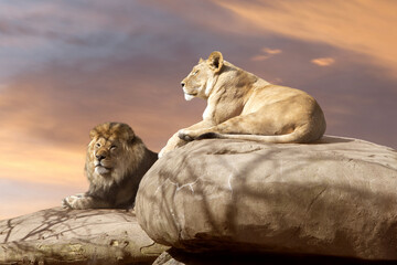 Wall Mural - Resting lions