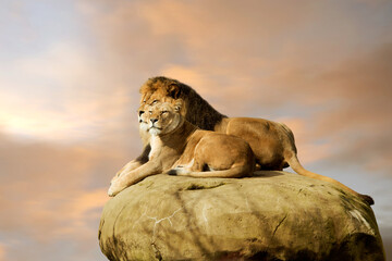 Wall Mural - Sunbathing lions
