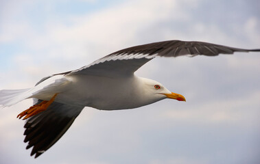 Canvas Print - A white gull soars in the blue sky, a gull flies