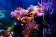 Amphiprion Ocellaris Clownfish - The most popular saltwater fish for coral reef aquarium tanks