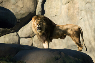 Wall Mural - Male lion