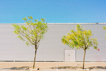 Two Trees In Front Of Industrial Building