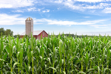 classic red barn in a corn field