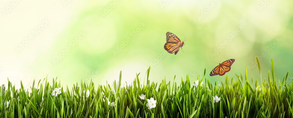Monarch butterflies flying above green grass. Banner design - obrazy, fototapety, plakaty 