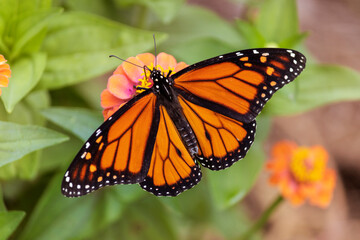 beautiful monarch butterfly pollinating at bright zinnia flowers