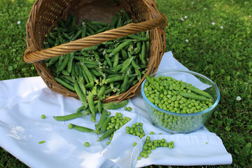 Wall Mural - Petits pois dans le jardin, récolte