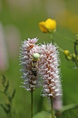 Wall Mural - Veränderliche Krabbenspinne (Misumena vatia) mit gefangener Biene auf Schlangen-Knöterich (Bistorta officinalis)