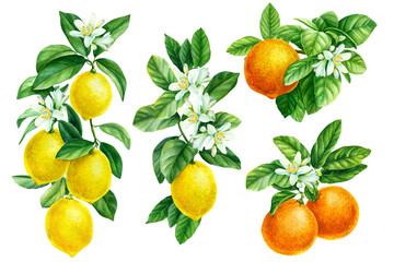 watercolor illustration, branch of orange, mandarin, lemon on an isolated white background, botanica