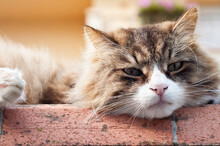 Closeup Of A Cat With A Muzzle Resting On A Red Wall