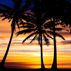 Wall Mural - Orange dramatic sunset with palm trees