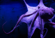 Purple Octopus Spreading His Legs