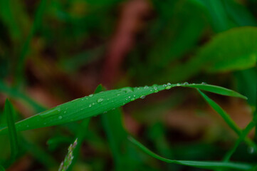 green fresh grass with drops of morning water dew after rain, nature background with raindrop, backdrop leaf plant closeup, flora macro 