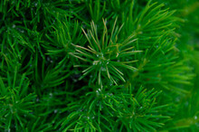 Coniferous Trees In The Spring. Young Green Bumps. Macro Photo. Small Details Close-up. Green Coniferous Leaves In The Spring. Spring Background In A Pine Forest 