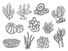 Coral Drawing Doodle Set. Vector Illustration