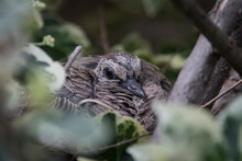 Baby Mourning Dove In Nest