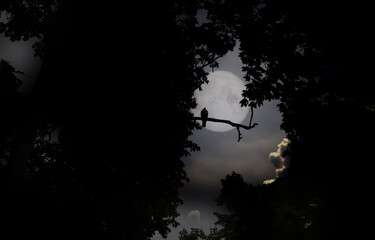 Wall Mural - Bird on branches in a moonlit nigh