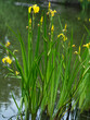 Kwitnący Kosaciec żółty, irys (Iris pseudacorus L.) na śródleśnym stawie