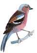 Watercolor illustration of a bird Finch