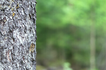 tree trunk in the forest