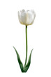 single white tulip on white background