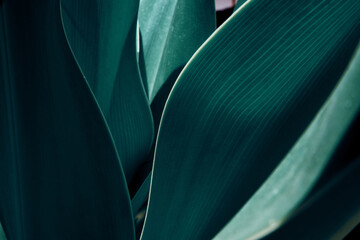 green tropical plant close-up. abstract natural floral background selective focus, macro. flowing li