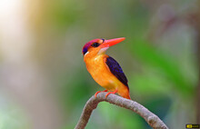 The Oriental Dwarf Kingfisher (Ceyx Erithaca), Also Known As The Black-backed Kingfisher Or Three-toed Kingfisher, Is A Species Of Bird In The Family Alcedinidae. A Widespread Resident Of Lowland.
