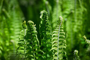 green ferns on a green background