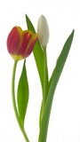Fototapeta Kwiaty - Two sweetly posed tulips isolated on white.
