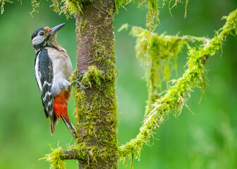 great spotted woodpecker climbing on a wet tree