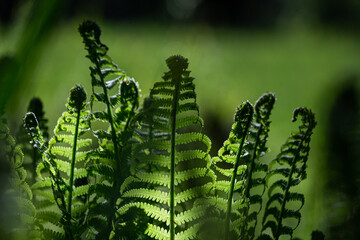 green ferns on a green background